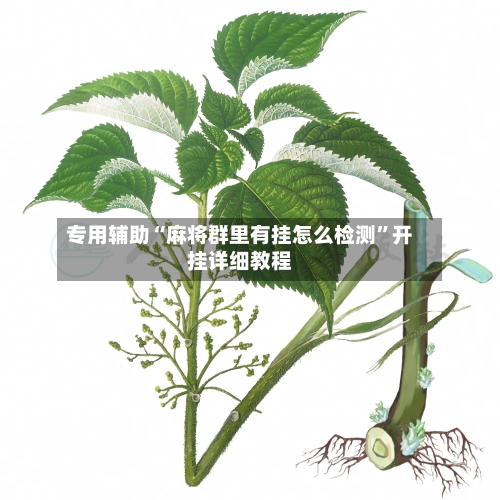 专用辅助“麻将群里有挂怎么检测”开挂详细教程-第3张图片